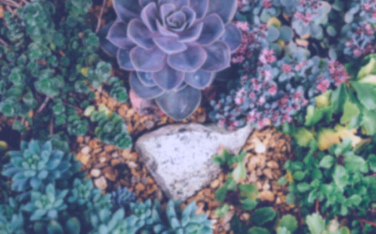 Succulents in the Garden
